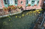 Viele Gummi-Enten schwimmen in einem Kanal