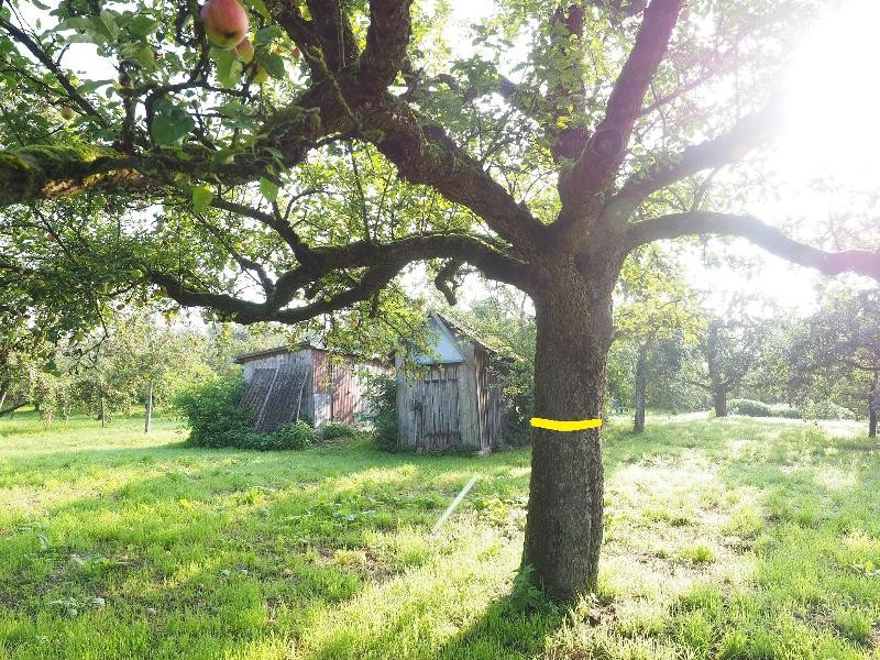 Ein mit einem gelben Band markierter Baum