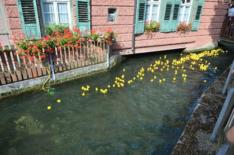 Mehrere Gummienten schwimmen in einem kleinen Kanal